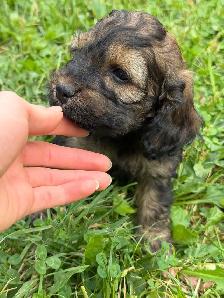 ❤️Stunning Cockapoo Puppies❤️ - Photo 6