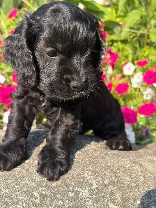 ❤️Stunning Cockapoo Puppies❤️ - Photo 7