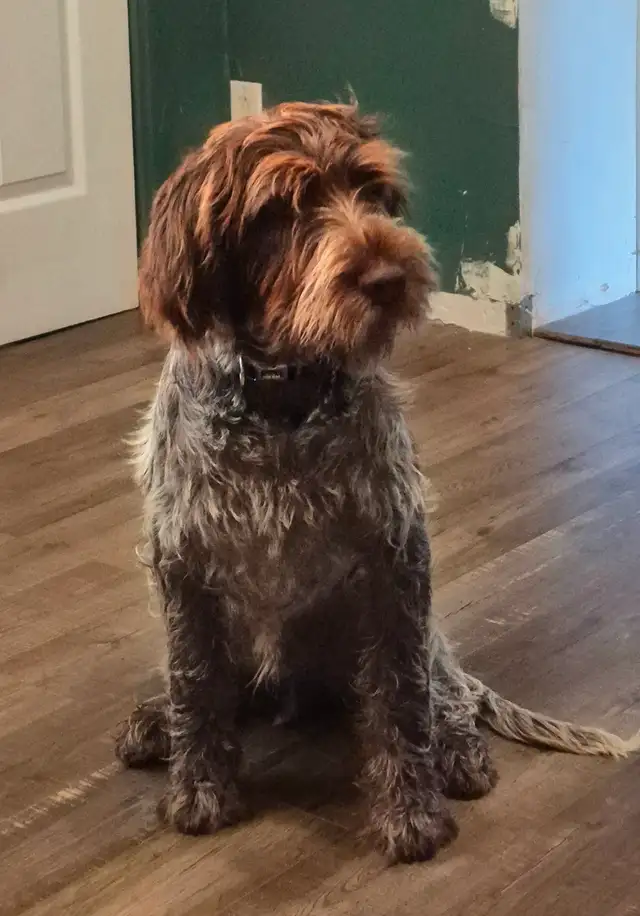 Chiot Griffon  de korthals