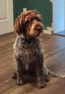 Chiot Griffon  de korthals