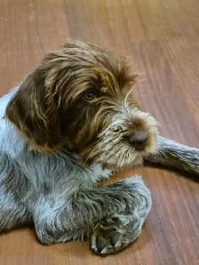 Chiot Griffon  de korthals - Photo 2