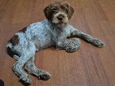 Chiot Griffon  de korthals - Photo 3