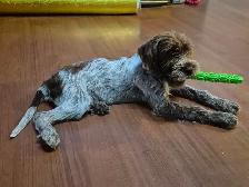 Chiot Griffon  de korthals - Photo 4