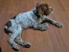 Chiot Griffon  de korthals - Photo 5