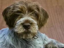 Chiot Griffon  de korthals - Photo 6