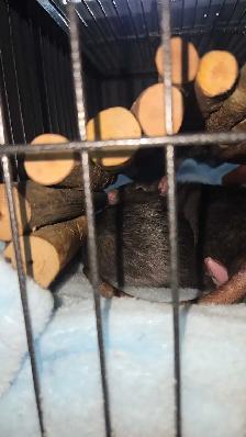 Cage pour animaux - Photo 2