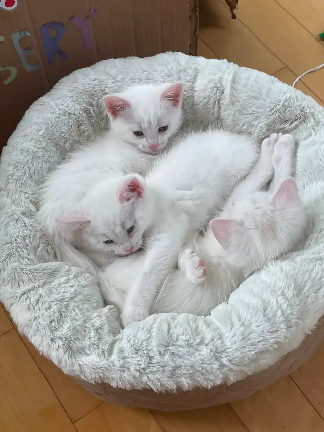 Kittens