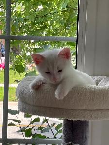 Kittens - Photo 2