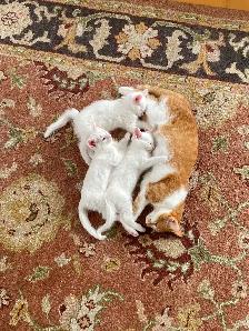 Kittens - Photo 3