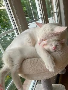 Kittens - Photo 5