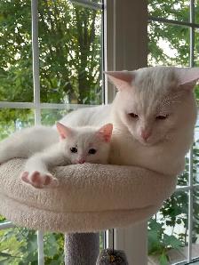 Kittens - Photo 6