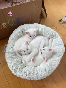 Kittens - Photo 8