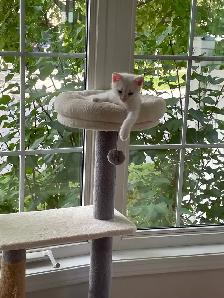 Kittens - Photo 9
