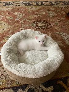 Kittens - Photo 10