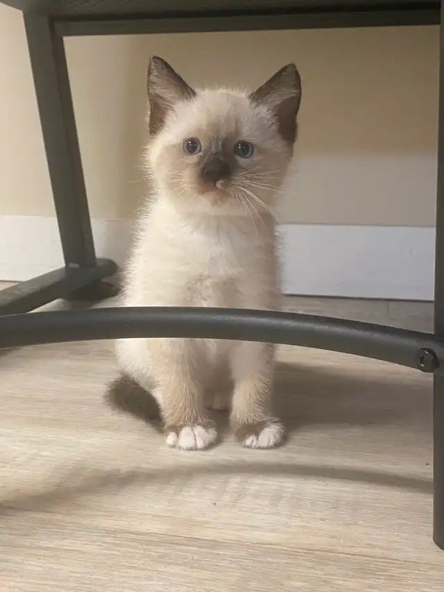 Ragdoll/Maine Coone mixed kitten