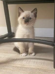 Ragdoll/Maine Coone mixed kitten