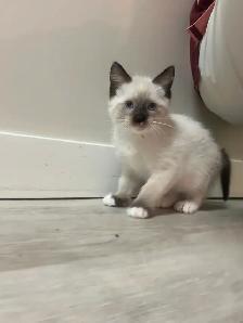 Ragdoll/Maine Coone mixed kitten - Photo 2