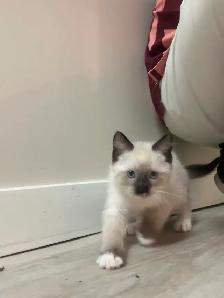 Ragdoll/Maine Coone mixed kitten - Photo 3