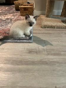 Ragdoll/Maine Coone mixed kitten - Photo 4