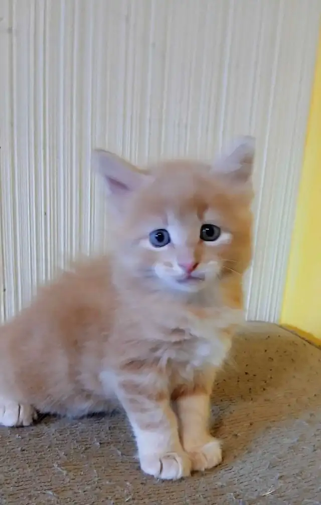 2 male Ginger kitties