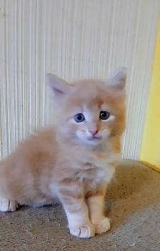 2 male Ginger kitties