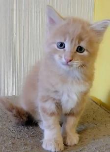 2 male Ginger kitties - Photo 2