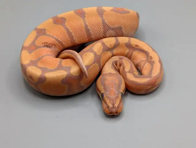 PYTHON ROYAL / BALL PYTHONS