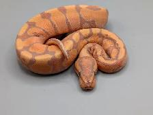 PYTHON ROYAL / BALL PYTHONS