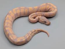 PYTHON ROYAL / BALL PYTHONS - Photo 2