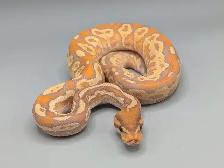PYTHON ROYAL / BALL PYTHONS - Photo 3