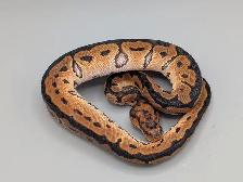 PYTHON ROYAL / BALL PYTHONS - Photo 4