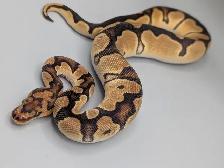 PYTHON ROYAL / BALL PYTHONS - Photo 5