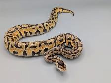 PYTHON ROYAL / BALL PYTHONS - Photo 6
