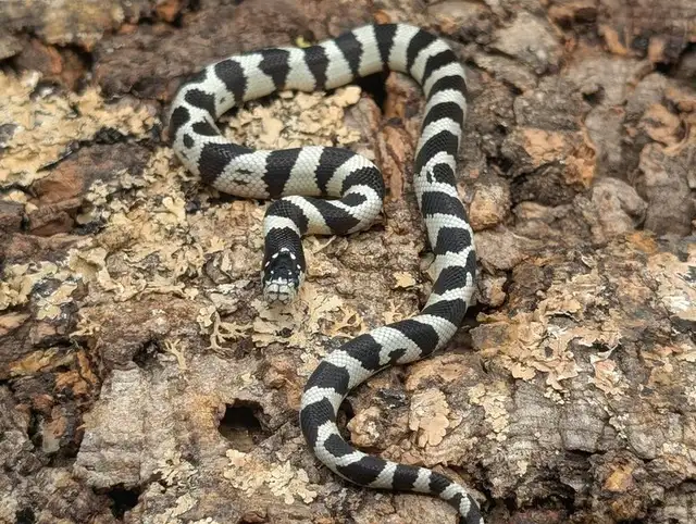 CALIFORNIA KINGSNAKE