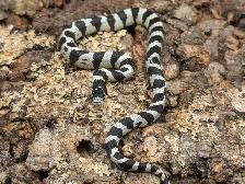 CALIFORNIA KINGSNAKE