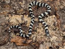 CALIFORNIA KINGSNAKE - Photo 2
