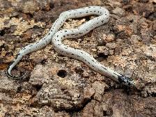 CALIFORNIA KINGSNAKE - Photo 3