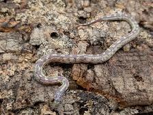 CALIFORNIA KINGSNAKE - Photo 5