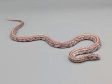 CALIFORNIA KINGSNAKE - Photo 6