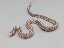 CALIFORNIA KINGSNAKE - Photo 7