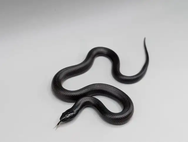 MEXICAN BLACK KINGSNAKES