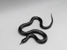 MEXICAN BLACK KINGSNAKES