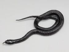 MEXICAN BLACK KINGSNAKES - Photo 2