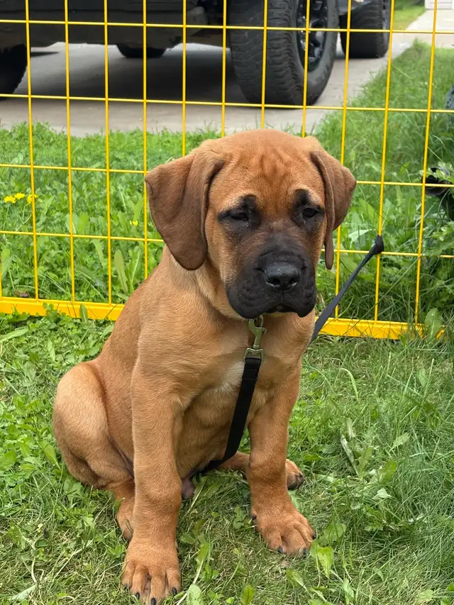4 month English mastiff