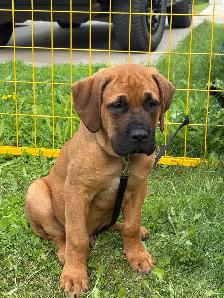 4 month English mastiff