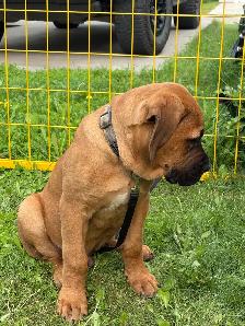 4 month English mastiff - Photo 2