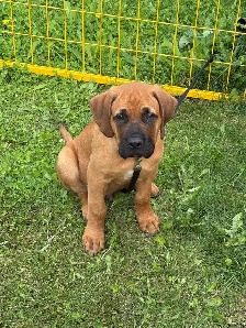 4 month English mastiff - Photo 3