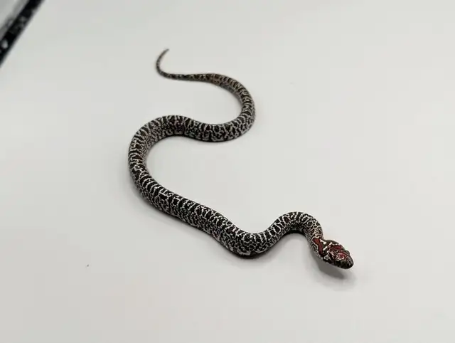 GRANITE MEX MEX KINGSNAKES