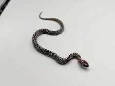 GRANITE MEX MEX KINGSNAKES
