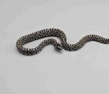 GRANITE MEX MEX KINGSNAKES - Photo 2